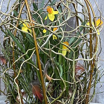 Les Gent 31 maart 2026 - namiddag